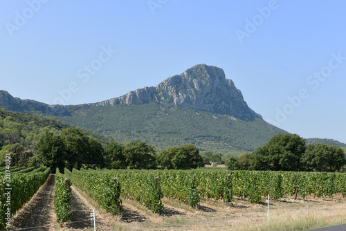 Vignes Le Pic St Loup Hérault France