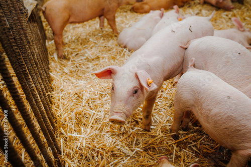 young pigs and piglets in barn livestock farm