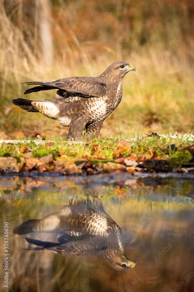 Fototapeta premium The Common Buzzard, Buteo buteo is is standing at the forest waterhole and preparing to drink, mirroring reflection on the surface, in the background is nice colorful bokeh of changing leaves, Czechia