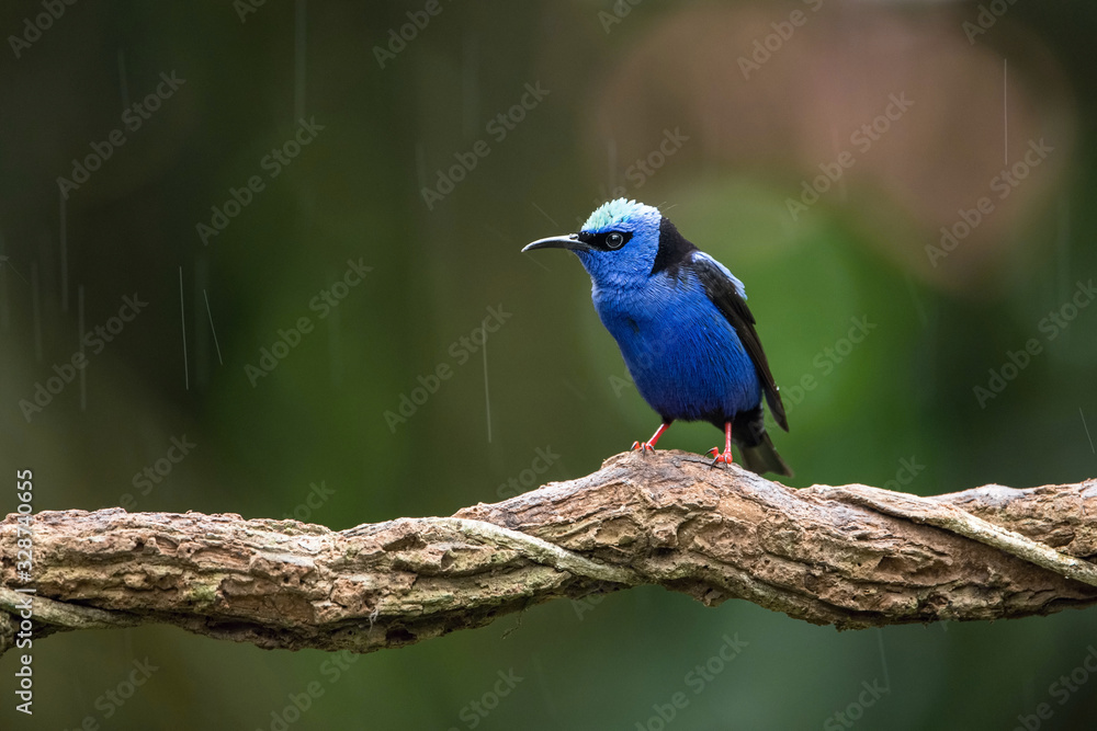 The Red-legged honeycreeper, Cyanerpes cyaneus The bird is perched on the branch in the rain forest America Ecuador Wildlife scene from Africa nature. on the twisted branch.. The Red-legged honeycreeper, Cyanerpes cyaneus The bird is perched on the branch in the rain forest America Ecuador Wildlife scene from Africa nature. on the twisted branch..