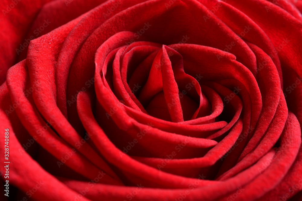 A close up macro shot of a red rose A close up macro shot of a red rose