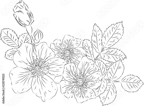 Vector drawing imitating a pencil sketch. Image of a blooming rose hip with leaves and bud.