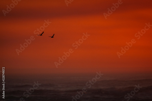 Birds flying into the horizon at sunrise