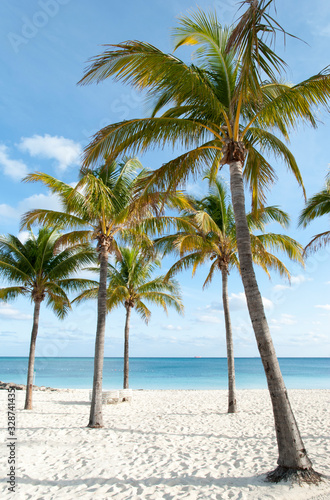 Fototapeta Naklejka Na Ścianę i Meble -  Grand Bahama Island Lucaya Beach Palms