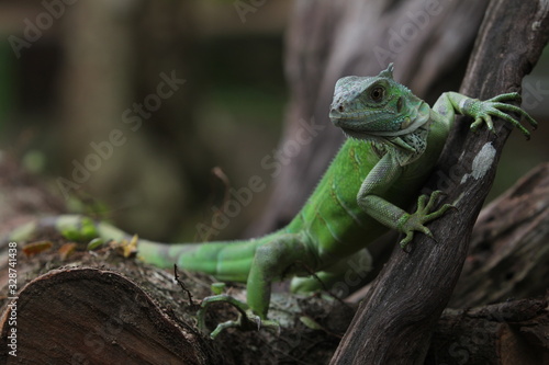 Iguana Green is a genus of herbivorous lizards that are native to tropical areas of Mexico, Central America, South America, and the Caribbean. 