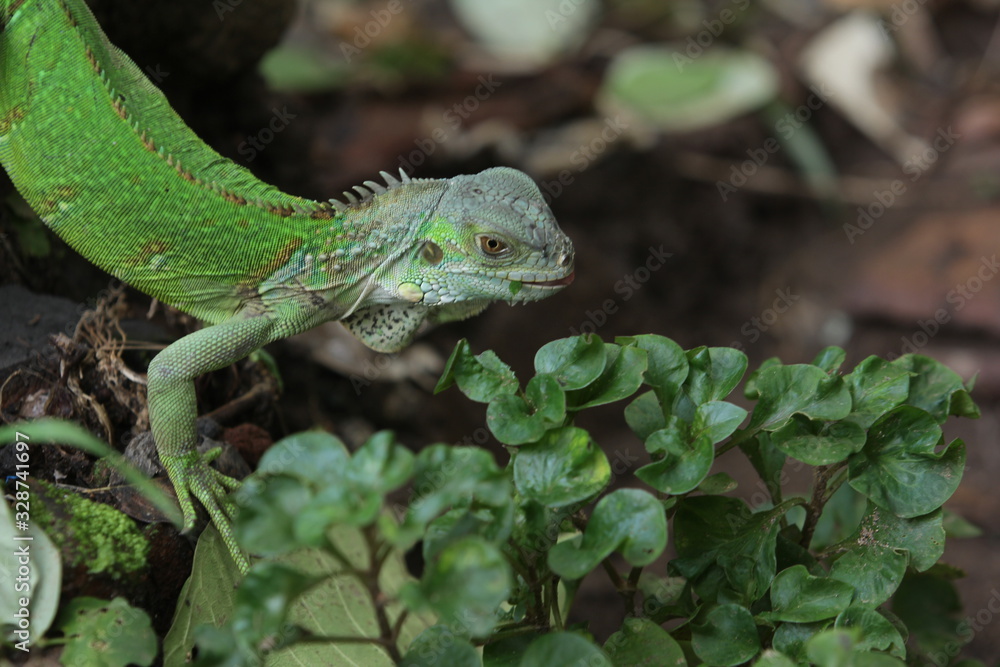 Fototapeta premium Iguana Green is a genus of herbivorous lizards that are native to tropical areas of Mexico, Central America, South America, and the Caribbean. 