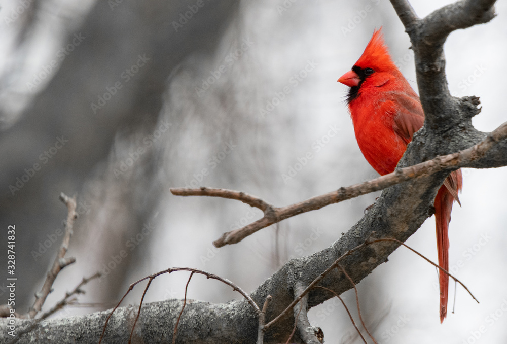 Naklejka A bright red Cardinal bird is perched on a branch of a bare tree due to winter.