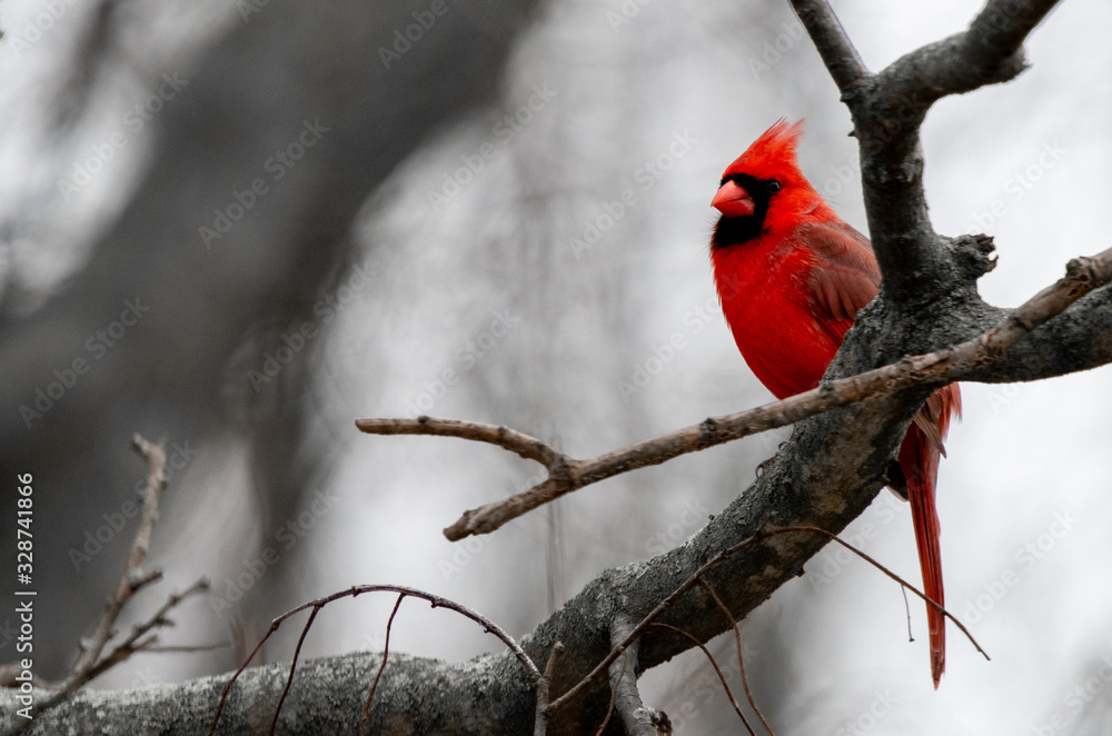 Naklejka A bright red Cardinal bird is perched on a branch of a bare tree due to winter.