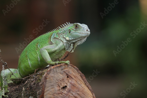 Iguana Green is a genus of herbivorous lizards that are native to tropical areas of Mexico  Central America  South America  and the Caribbean. 