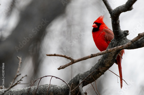 Obraz na płótnie A bright red Cardinal bird is perched on a branch of a bare tree due to winter