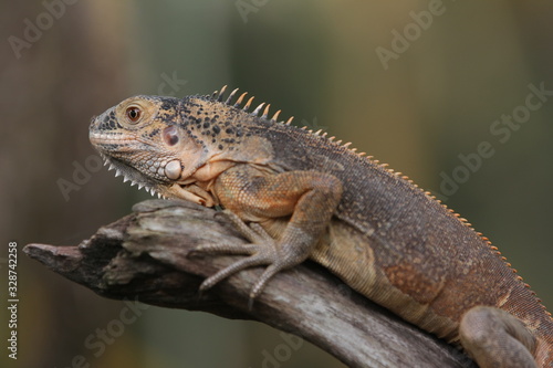 Iguana Red  is a genus of herbivorous lizards that are native to tropical areas of Mexico  Central America  South America  and the Caribbean. 