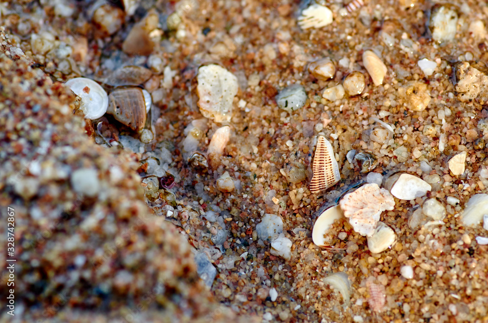 fragments of shells on the wet sand