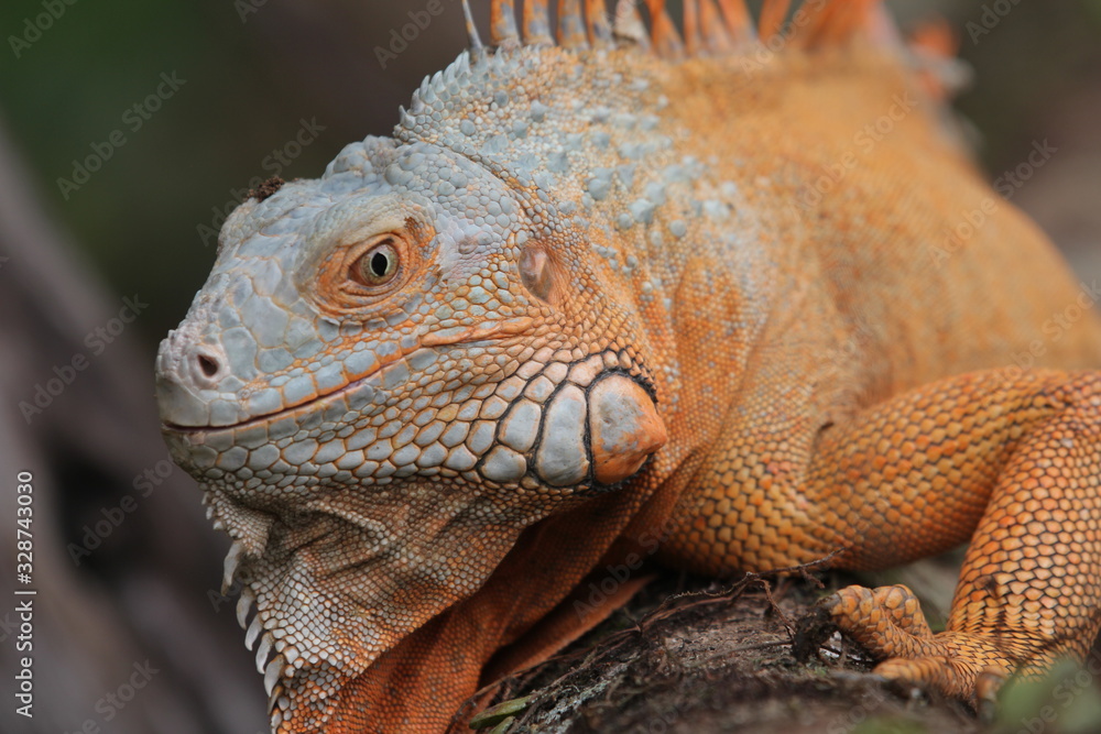 Fototapeta premium Iguana Red is a genus of herbivorous lizards that are native to tropical areas of Mexico, Central America, South America, and the Caribbean.