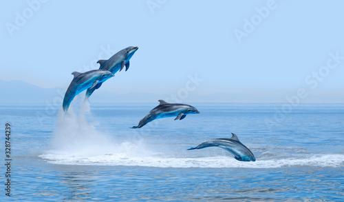 Group of dolphins jumping on the water at sunset 
