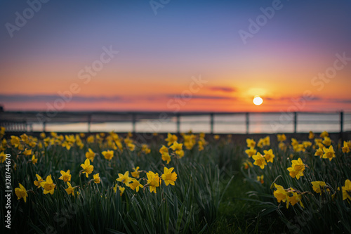 Billede på lærred Yellow daffodils with sunset background