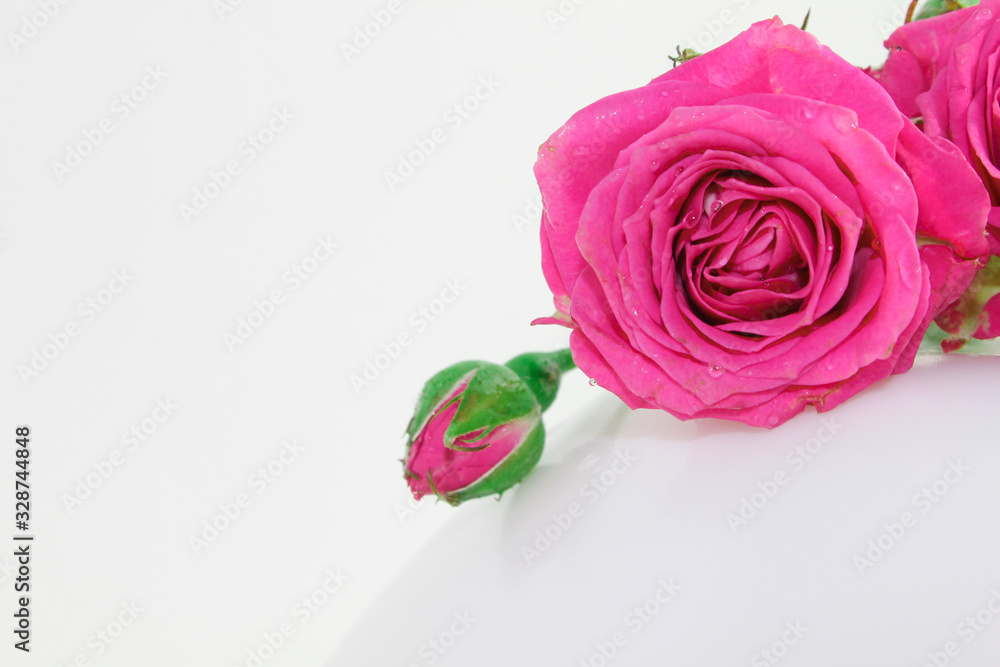 Decorative rose on a white background. Pink little buds. Macro view. Decorative rose on a white background. Pink little buds. Macro view.