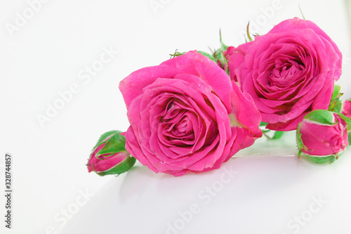 Decorative rose on a white background. Pink little buds. Macro view.