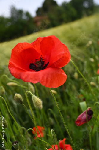Beautiful Red Poppy in a wheat green meadow. Tuscany, Italy.