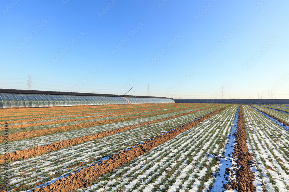 Snow in wheat fields