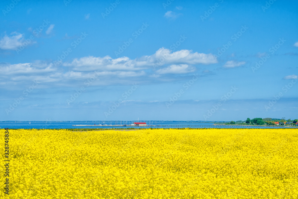 Obraz premium Rapsfeld an der Ostsee