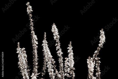 Purple loosestrife in sepia against a black background