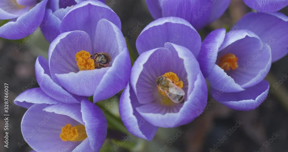 Bees pollinate crocus flowers on a sunny spring day, close video. Blackmagic Cinema 6K Camera.