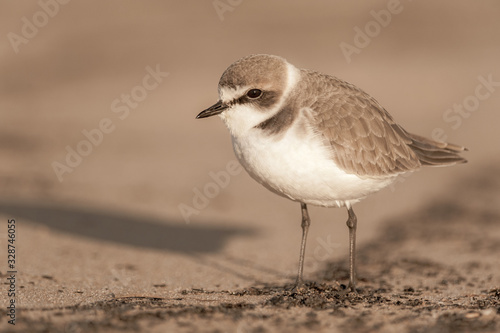 Side view portrait of kentish plover (Charadrius alexandrinus) on sandy seashore of the Atlantic Ocean photo