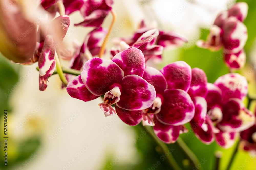 close up makro shot of orchid flower blossom close up makro shot of orchid flower blossom