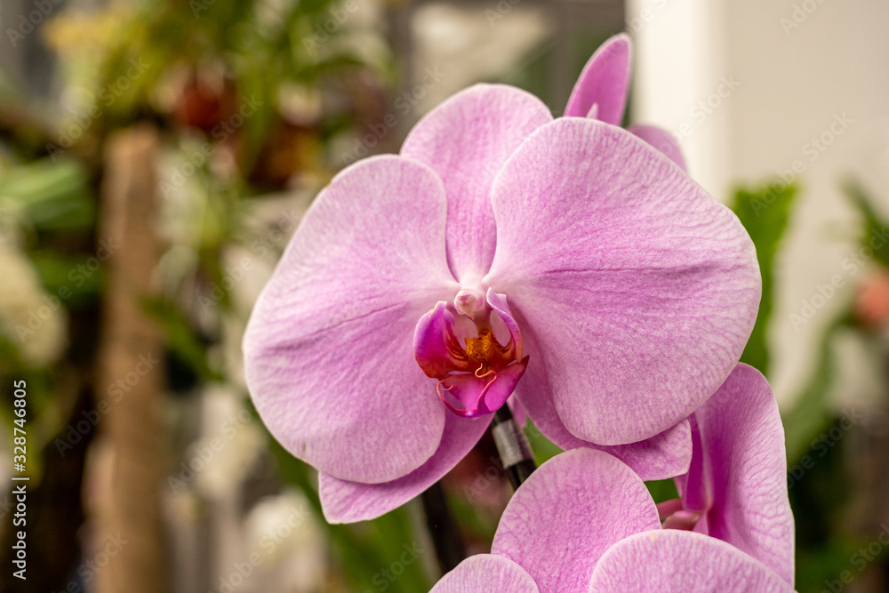 close up makro shot of orchid flower blossom