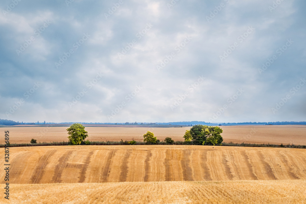 Rural landscape with wheat field and trees in the distance_