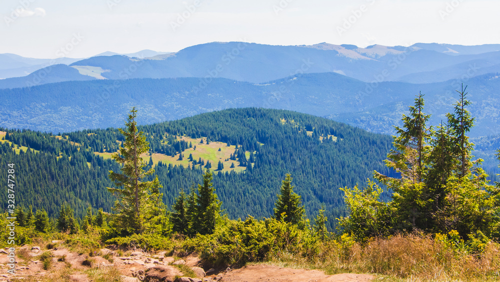 Fototapeta premium Spruce on a background of mountains in the Carpathians in sunny weather_
