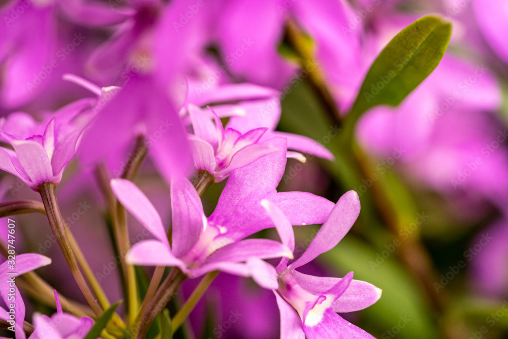 close up makro shot of orchid flower blossom close up makro shot of orchid flower blossom