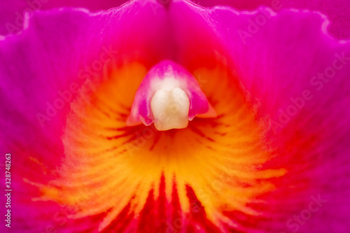 close up makro shot of orchid flower blossom