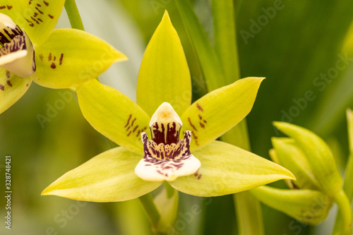 close up makro shot of orchid flower blossom