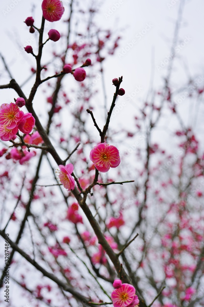 Pink flower blooms of the Japanese ume apricot tree, prunus mume Pink flower blooms of the Japanese ume apricot tree, prunus mume