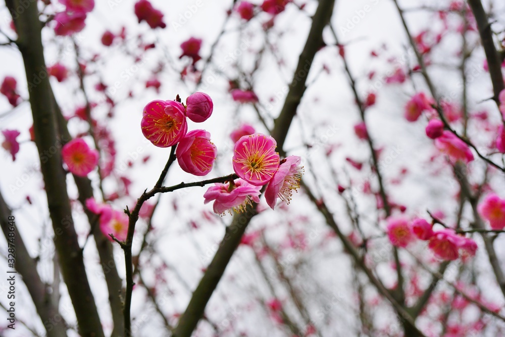 Pink flower blooms of the Japanese ume apricot tree, prunus mume Pink flower blooms of the Japanese ume apricot tree, prunus mume