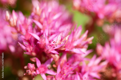 Pink colored flowers of Orphan sedum , close up horizontal stock photo image background