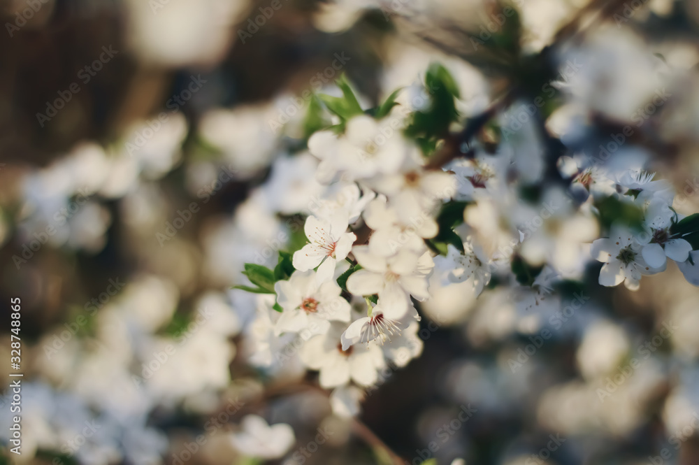 Fototapeta premium blooming cherry tree in spring