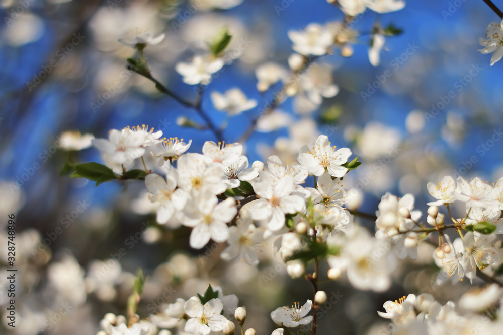 cherry blossom cherry blossom