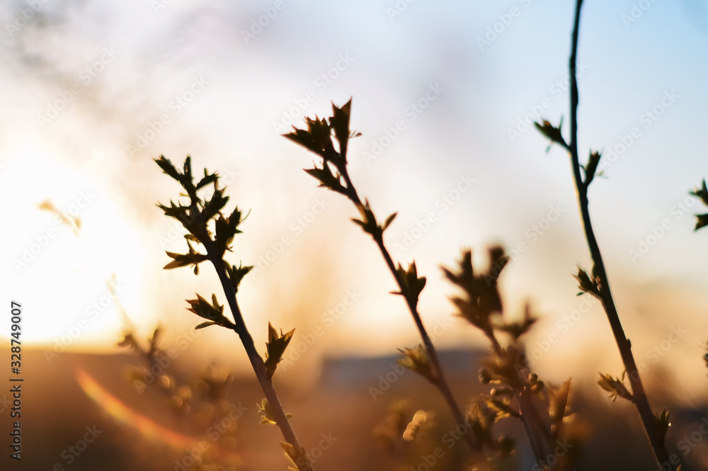 Obraz premium tree in sunset