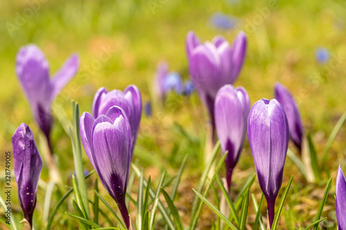 close up makro shot of crocus flowers in spring time , frankfurt, germany