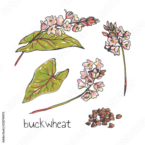 Vector color set of blooming branches of buckwheat isolated on white in sketch style. Botanical hand drawn illustration of flowers and handful of grains