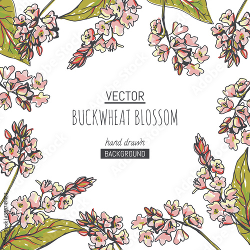 Vector background with buckwheat blossom on white. Hand drawn botanical illustration with pink flowers and handful of grains in sketch style