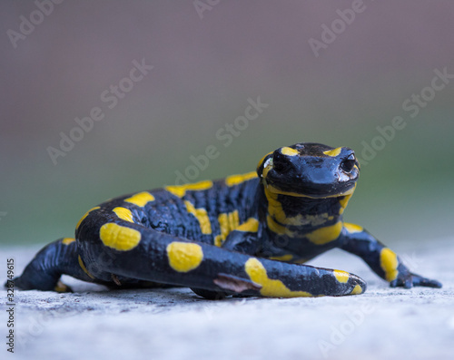 Obraz na plátně Fire salamander