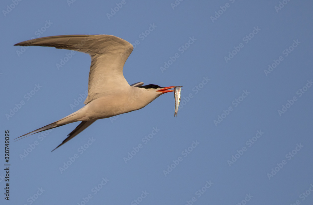 Obraz premium Common tern in flight