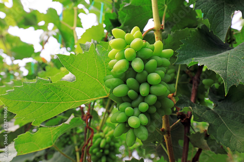 Green grapes on the farm