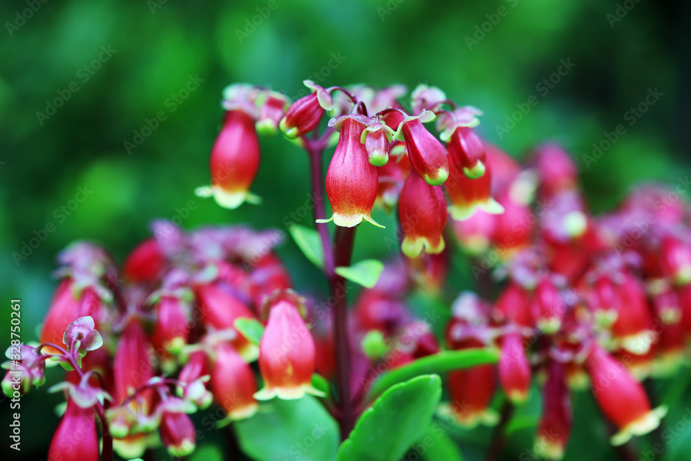 Fototapeta premium Kalanchoe porphyrocalyx flowers in the garden