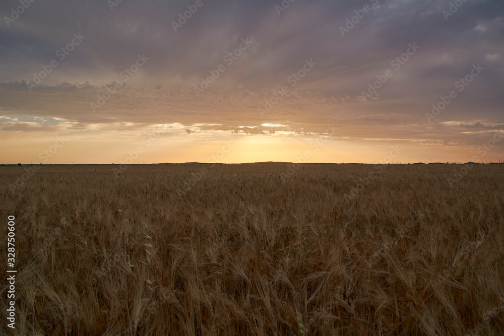 Wheat fields bathed in the sun before harvest