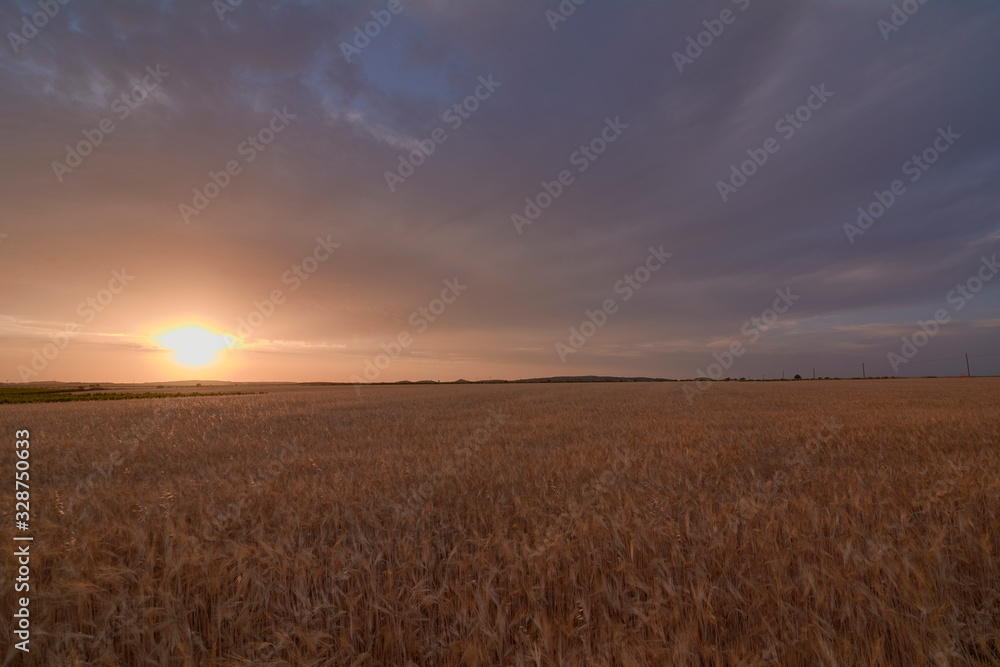 Wheat fields bathed in the sun before harvest