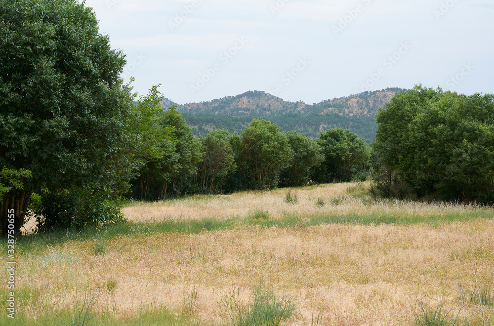 Green fields in hot and bright summer Green fields in hot and bright summer